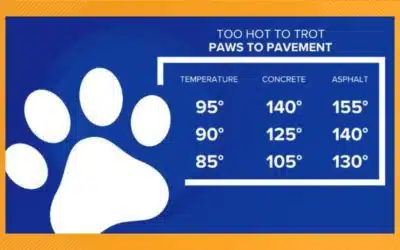 How to keep pets safe when the temperatures climb!