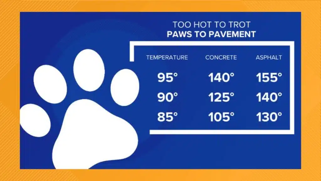How to keep pets safe when the temperatures climb!